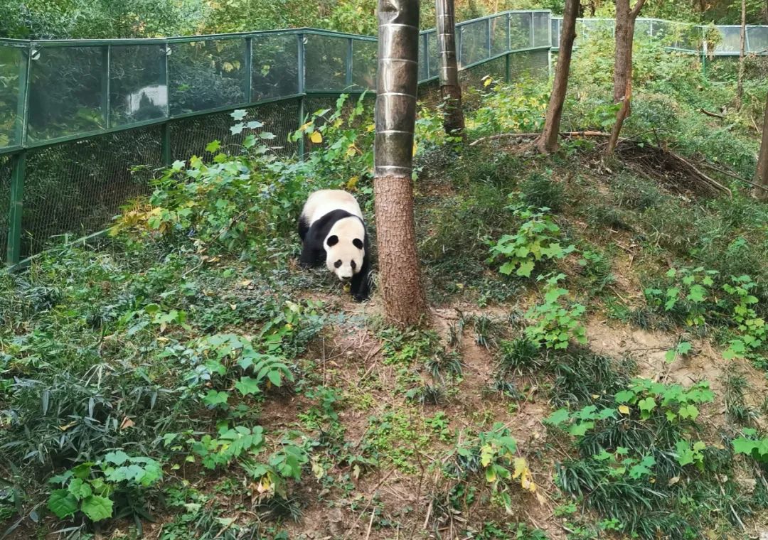 星空体育这座动物园为何能让游客如此“疯狂”？日均客流量堪比迪士尼！(图7)